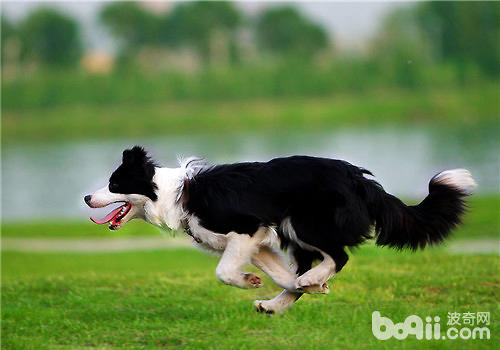 邊境牧羊犬