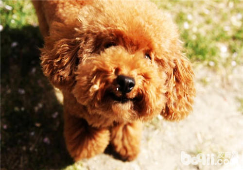 泰迪犬