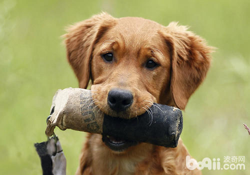 保險起見被咬出血還是應當盡早去注射狂犬疫苗