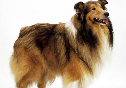 長毛犬不用做過多的保暖措施