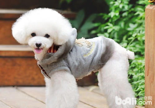 好的美容能給狗狗自信