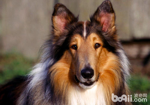 防止高齡母犬意外懷孕