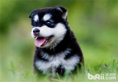 哈士奇幼犬