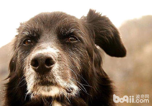不要隨便打擾老年犬休息