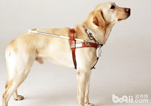 導盲犬