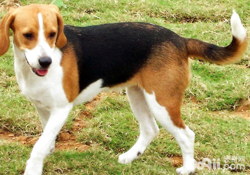 比格犬是常用實驗犬