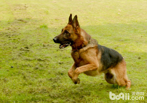警犬 