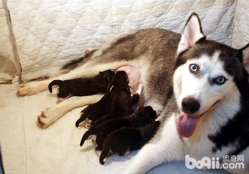 如果母犬奶水充足，盡量讓幼犬進食母乳
