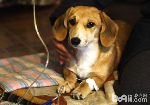 一般剖腹產完的母犬需要輸2-3天的液