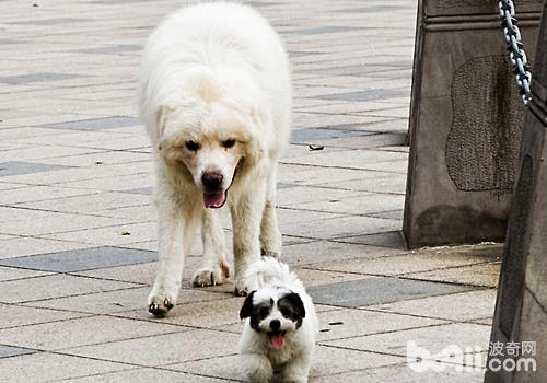 不管是大型犬還是小型犬都應當做好剪血線的工作