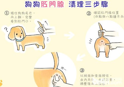 如果不會清理肛門腺可以先讓他人示范一下再學習