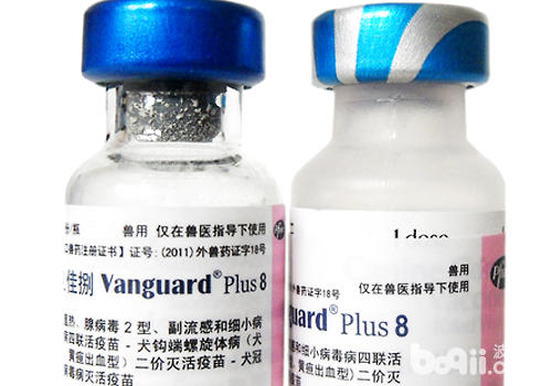 疫苗本身的治療對疫苗的成功率也有著很大的影響