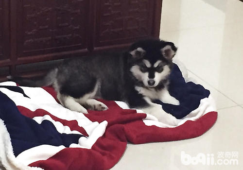 對於恢復期的狗狗可以喂食粥