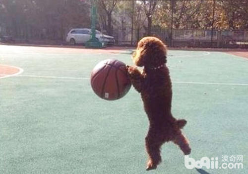 狗狗的運動要正常及合理