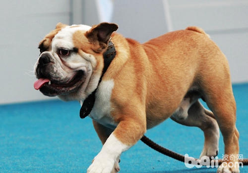 即使是老齡犬也應當做適當的運動