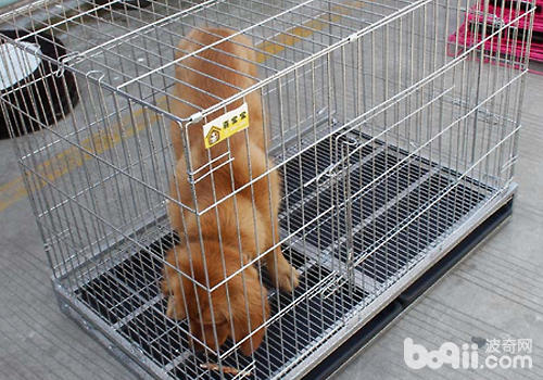 如果飼主不在家那麼還是將狗狗籠養比較安全
