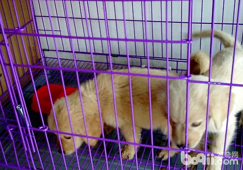 籠養狗狗在一定程度上能保證狗狗的安全