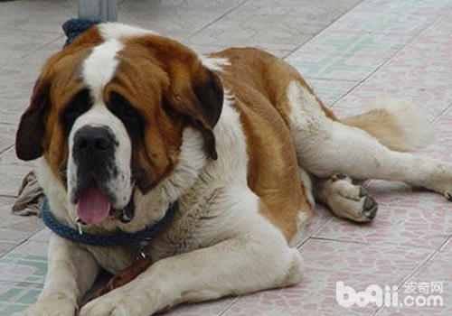 腎衰竭是老年犬常見的問題之一，需要慎重對待