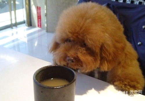 我們喝的牛奶不要給狗狗喂食