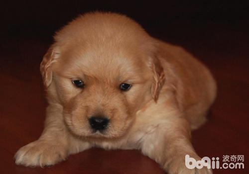 狗狗對於自己的飼主通常都很依賴
