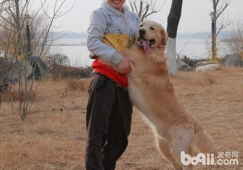 比起同類狗狗更希望得到飼主的保護和關注