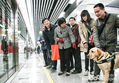 不要隨便觸碰導盲犬