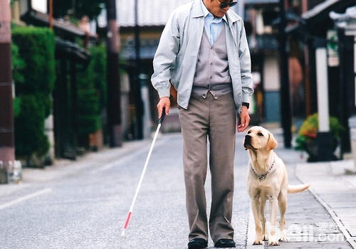 如果沒什麼問題我們遇到導盲犬時只要靜靜地看著就行