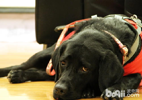 不要去招惹導盲犬 