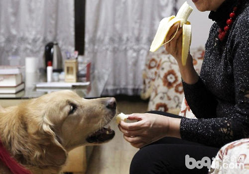不要隨便給導盲犬喂食食物