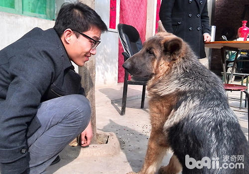 不要隨便與陌生的狗狗對視
