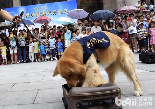 緝毒犬