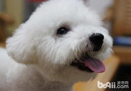 狗狗吠叫多半是因為不安