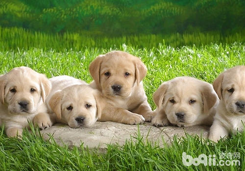 拉布拉多獵犬
