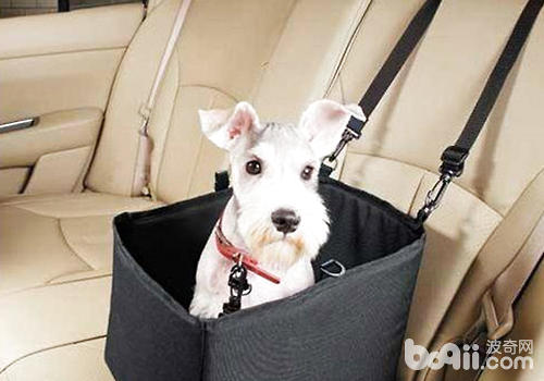 狗狗乘車應做好相應安全措施