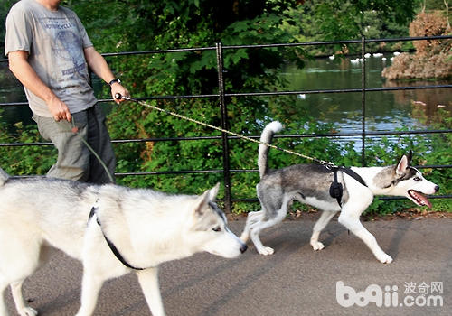 遛狗飼主應掌握主導地位