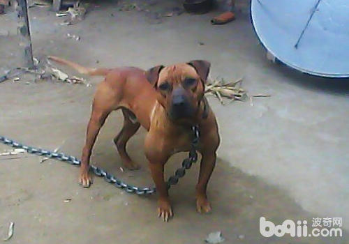 對於烈性犬一定要做好牽引工作
