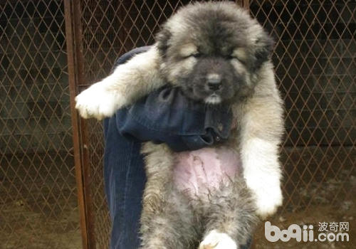 高加索犬