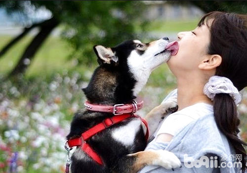 就目前還是盡量不要與狗狗有親吻的舉動