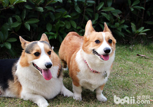 威爾士柯基犬