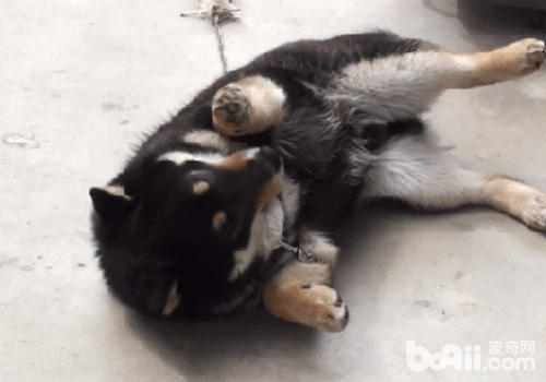 狗狗肚子向上不一定是服從