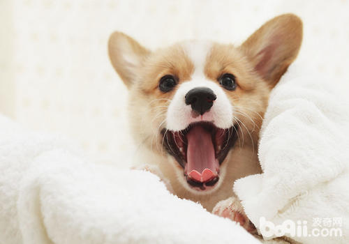 威爾士柯基犬