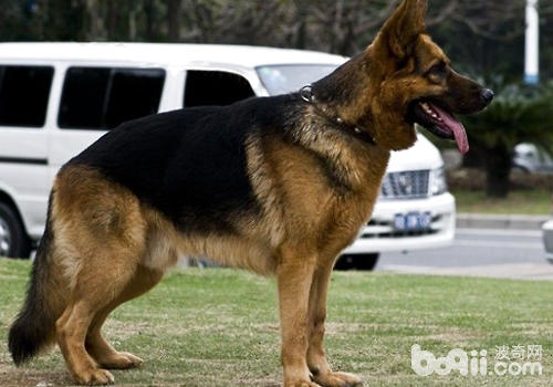 德國牧羊犬