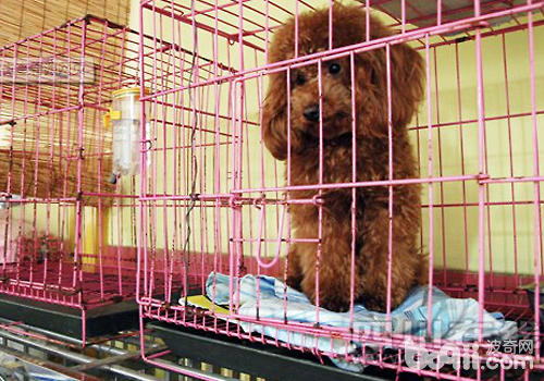 節假日狗狗寄養費增高