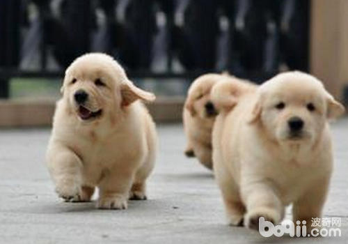 金毛犬