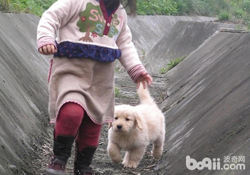 狗狗追孩子可能只是玩耍