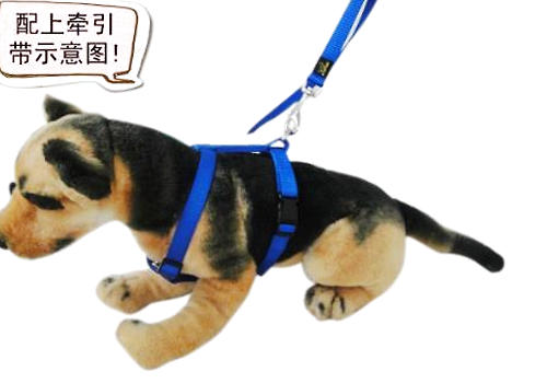 帶狗狗外出一定要戴好牽引繩