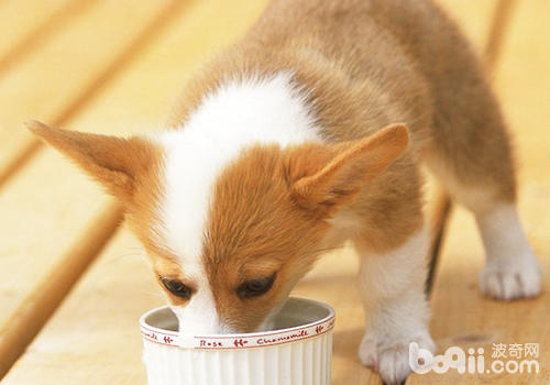 狗狗喂食