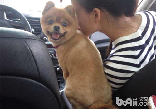 博美犬