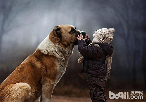 孩子與狗