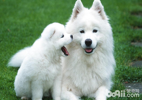 薩摩耶犬